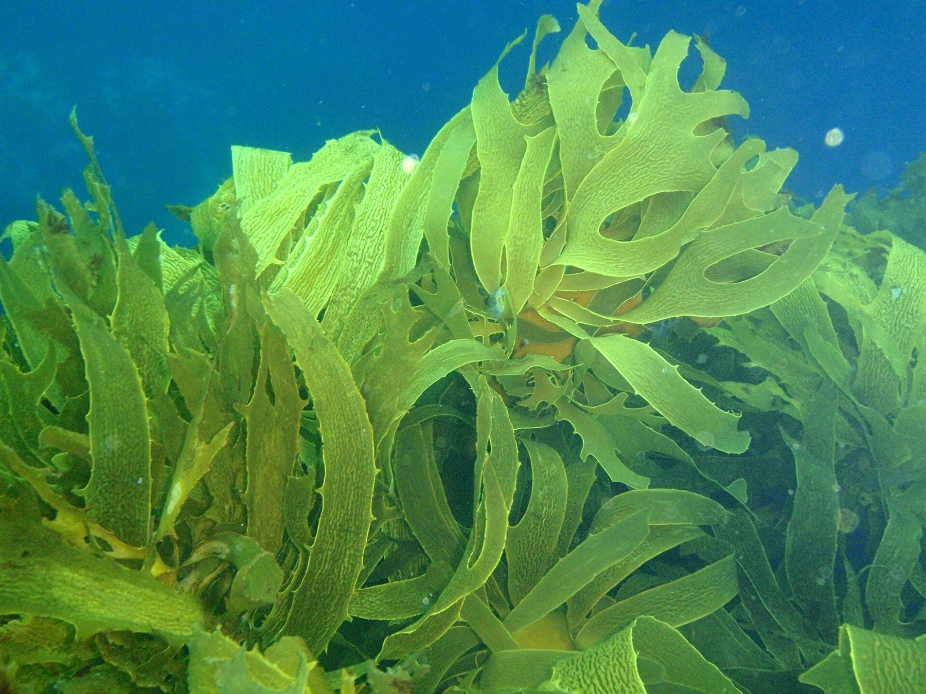 Green seaweed moving underwater
