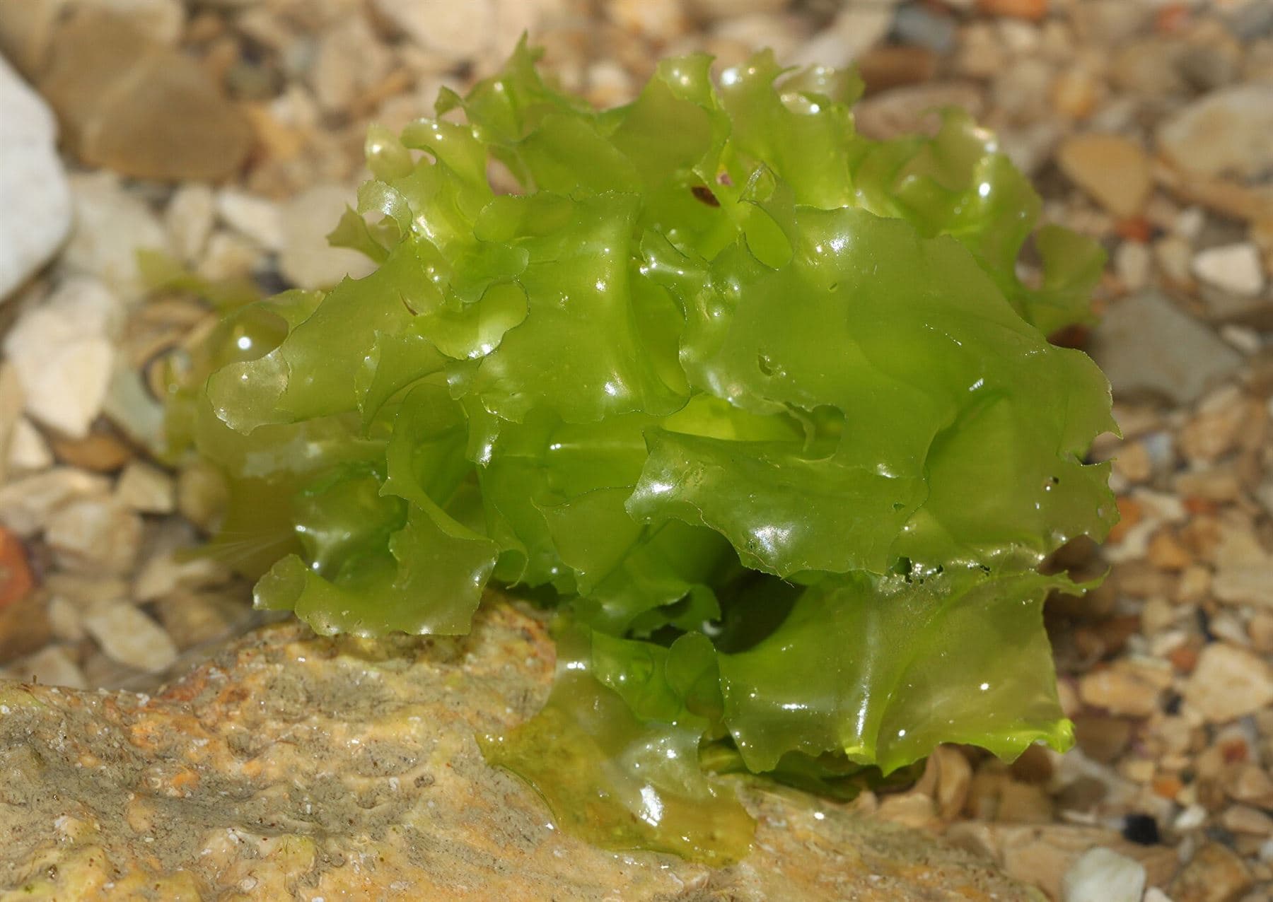 Close-up of sea lettuce on a pebble beach